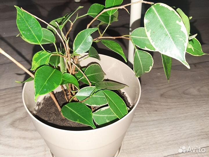 Фикус бенджамина