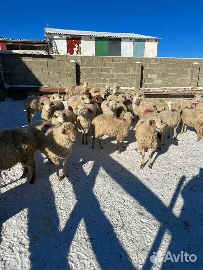 Ягнята ярки