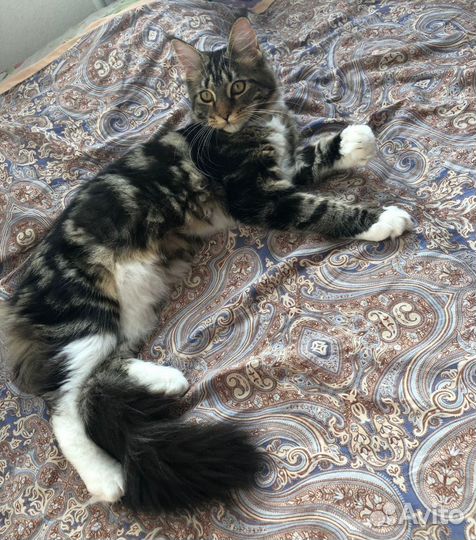 Котята мейн-кун