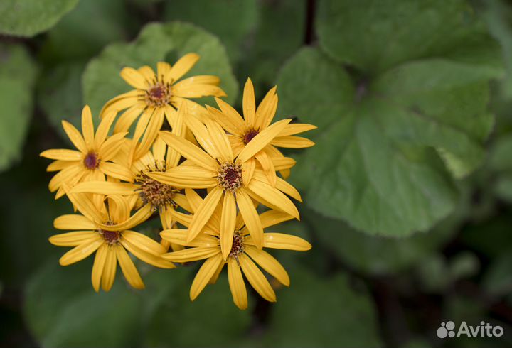 Растения для сада