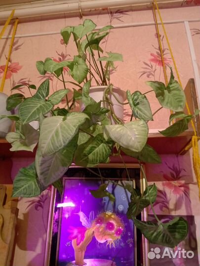 Сингониум, сциндарсус, филодендроны