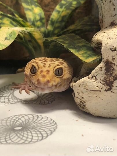 2 Эублефара+террариум ReptiZoo с полным оснащением