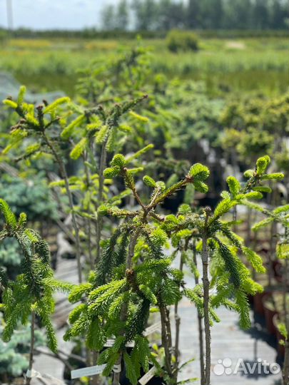 Растения на штамбе (предзаказ весна 2024)