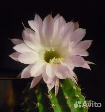 Кактус эхинопсис