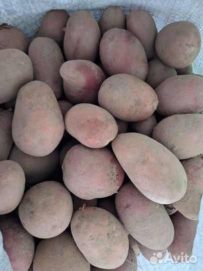 Продам картофель, возможна доставка