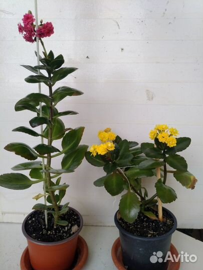 Каланхое декоративное, цветёт розовый и жёлтый