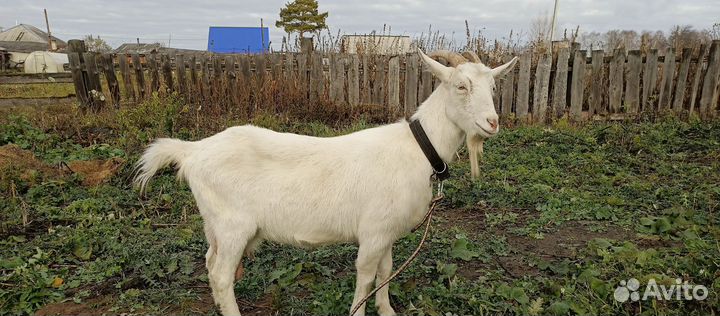 Зааненская коза