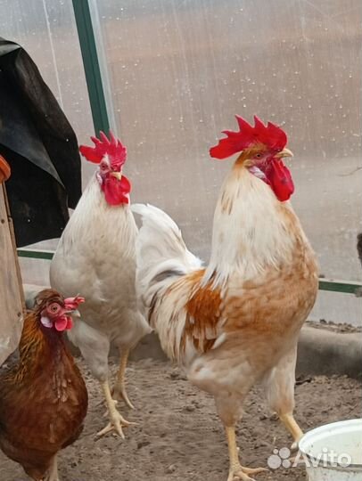 Молодые петушки