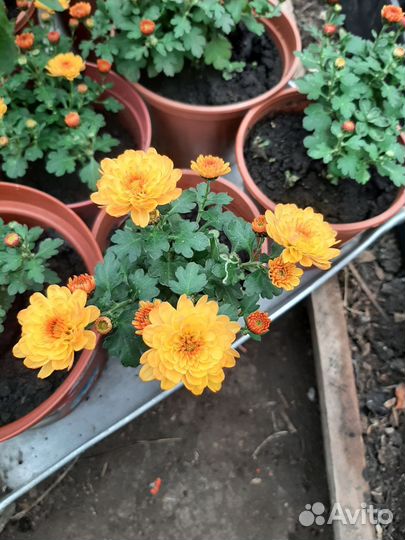 Хрезентема