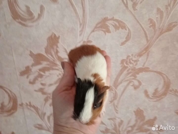 Морская свинка