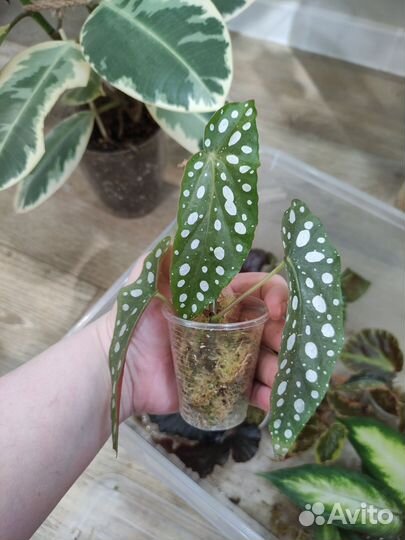 Бегония макулата