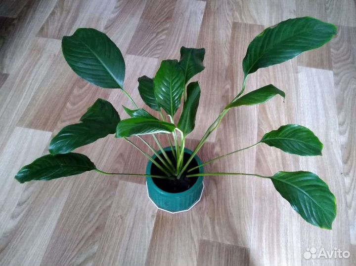 Спатифиллум