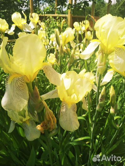 Ирисы