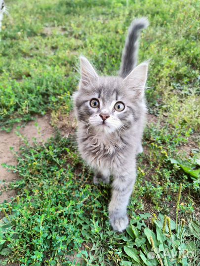 Котята мейн-кун