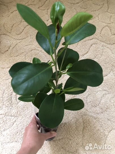 Фикус микрокарпа