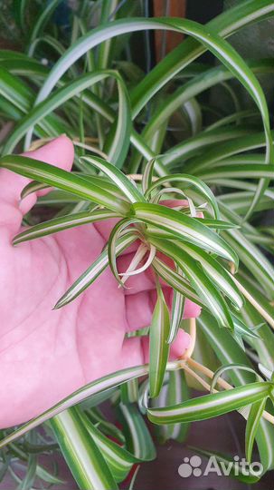 Хлорофитум кудрявый