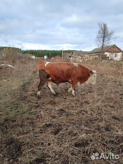 Молодняк крс