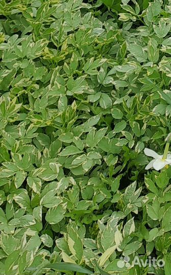 Растения цветы для сада