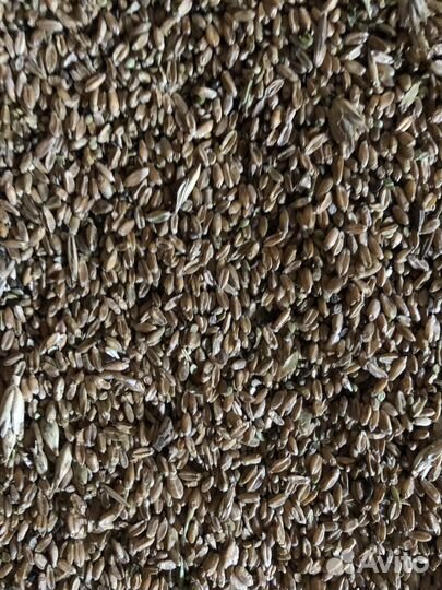 Зерно пшеница