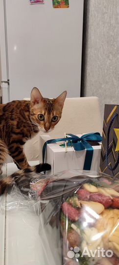 Бенгальский котенок