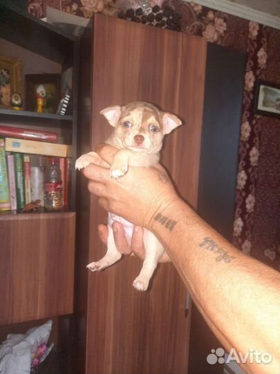 Щенки чихуахуа