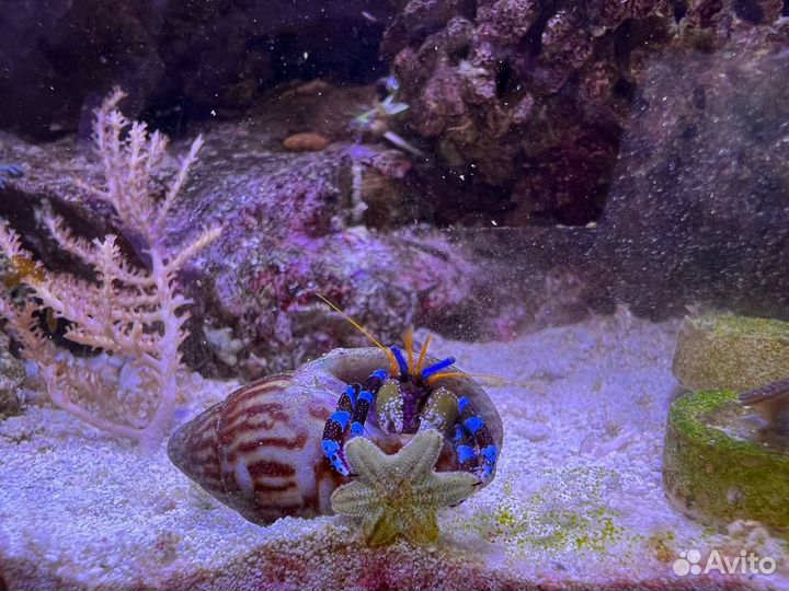 Морские кораллы
