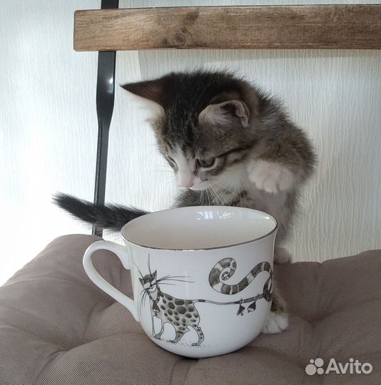 Котята-Сентябрята Маргоша и Тимоша