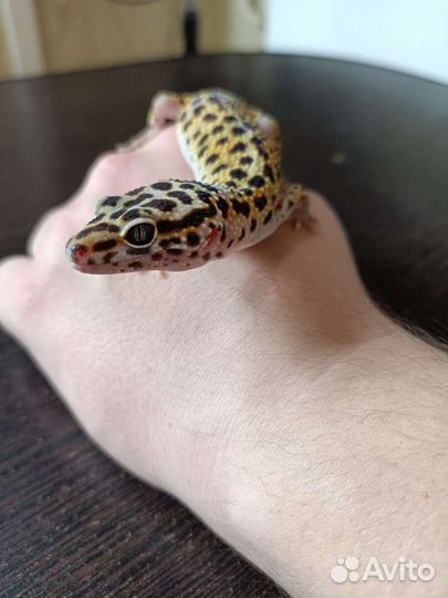 Пятнистый эублефар