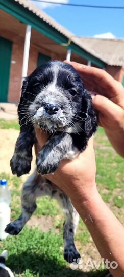 Русский охотничий спаниель