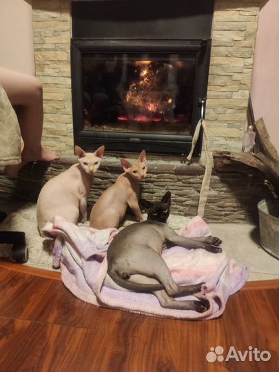 Канадский сфинкс