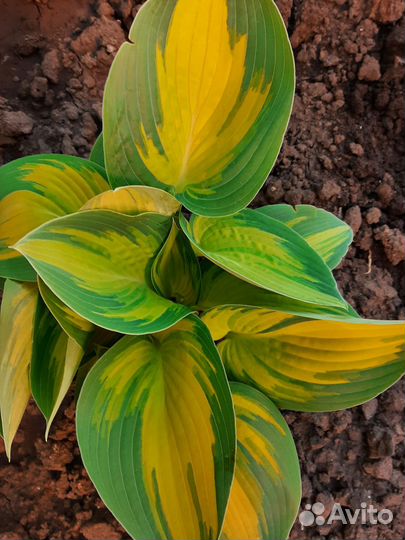 Хосты сортовые