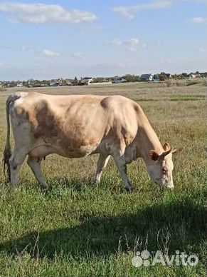 Коровы дойные