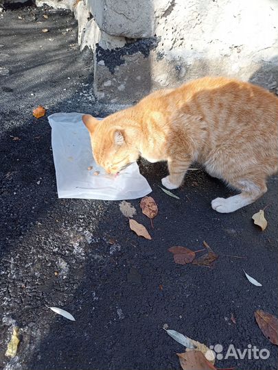 Рыжий кот