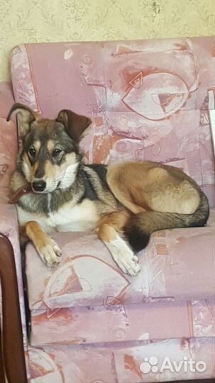 Cобака в дар