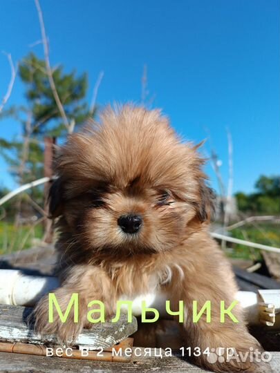 Щенки ши-тцу