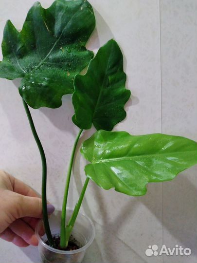 Филодендроны