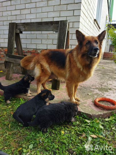 Щенки немецкой овчарки