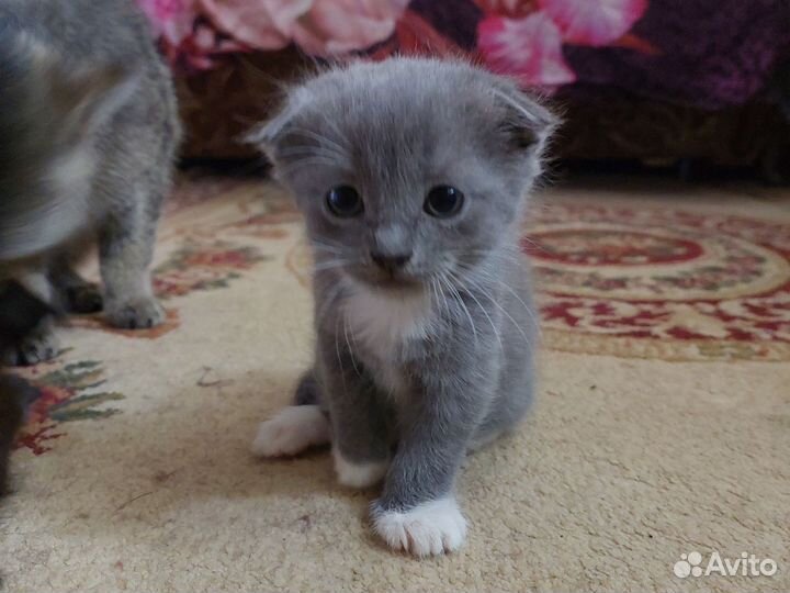 Шотландские прямоухие и вислаухие котята