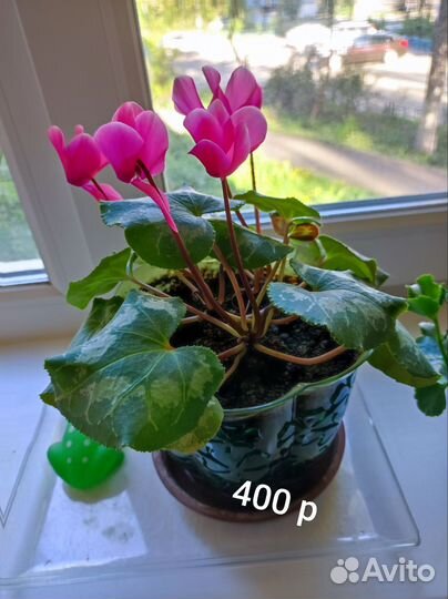 Цветы домашние в горшках