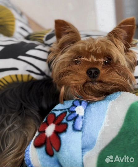 Вязка Йорк мини