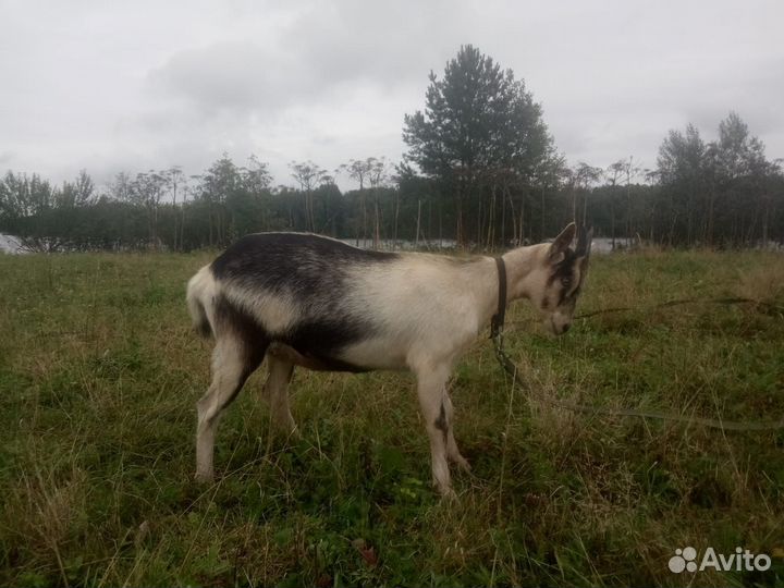 Альпийские козлята
