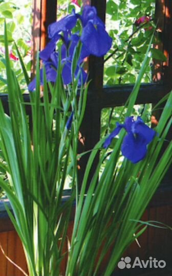 Овсянница сизая, форзиция