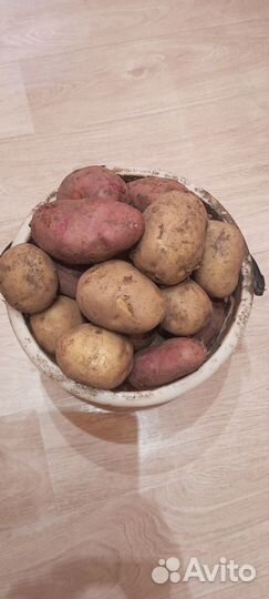 Продам крупный картофель