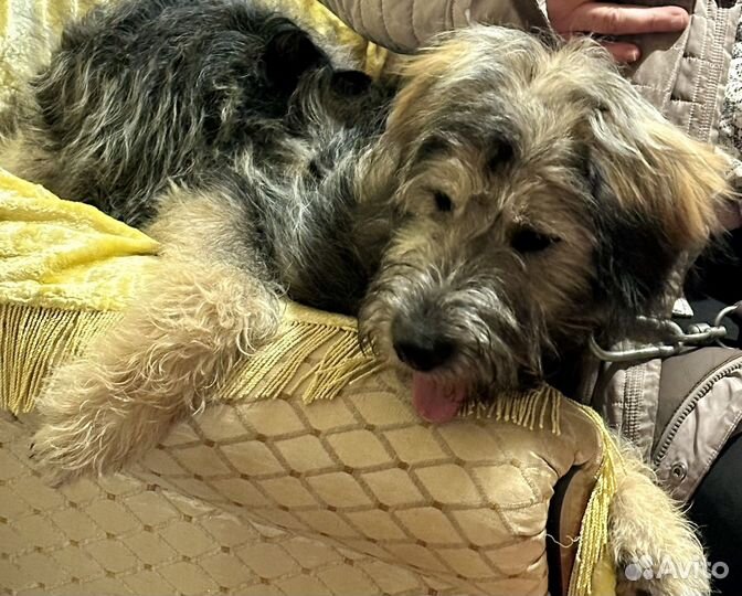 Собака в добрые руки