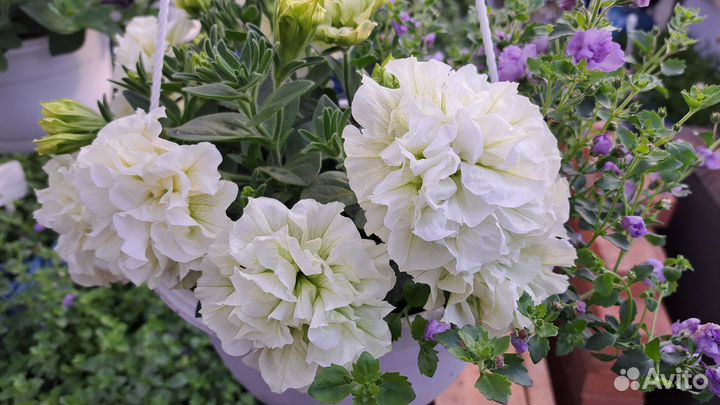 Рассада ампельной петунии, калибрахоа