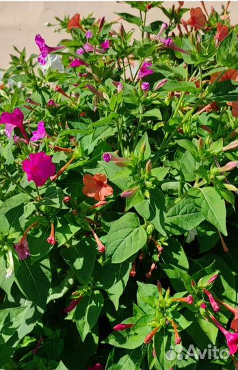 Мирабилис. Семена