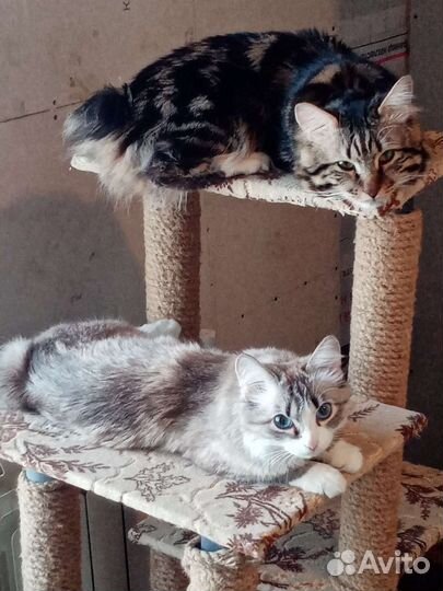 Курильский бобтейл