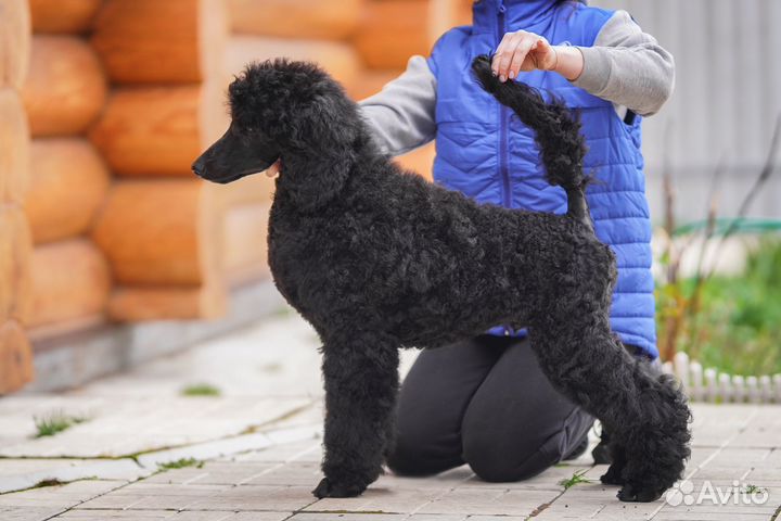 Королевский пудель