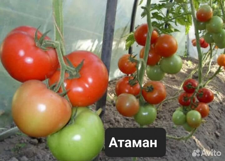 Редкие экзотические сорта томатов излишки