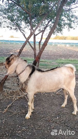 Козёл нубо-камори